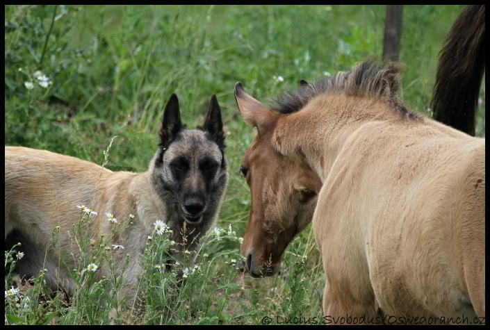 červen 2012 (31)